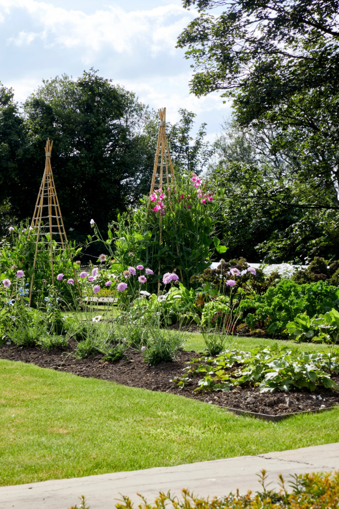 Sims Hilditch Cotswolds Design Studio Garden Sweet Pea