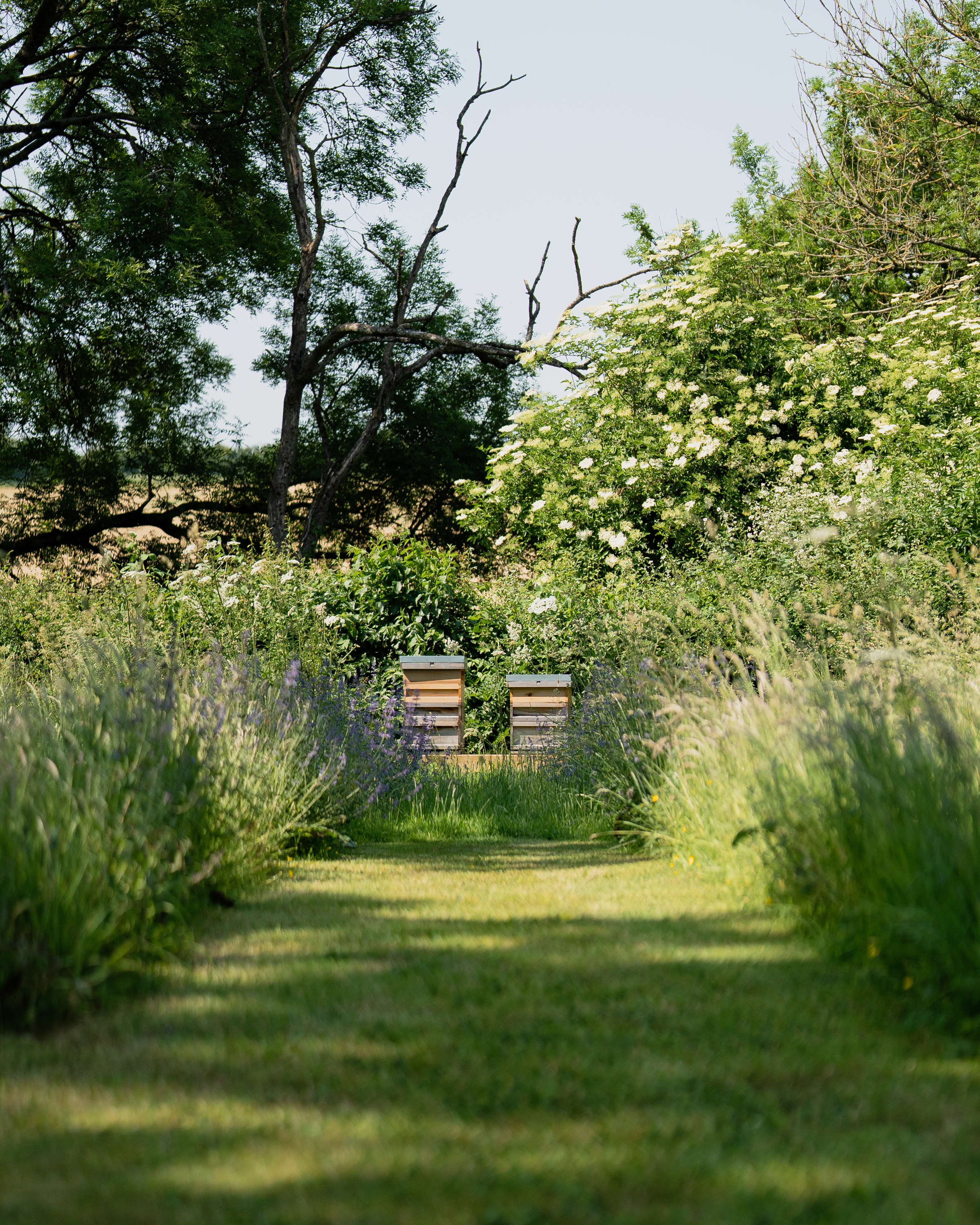 Sims Hilditch Studio Beehives