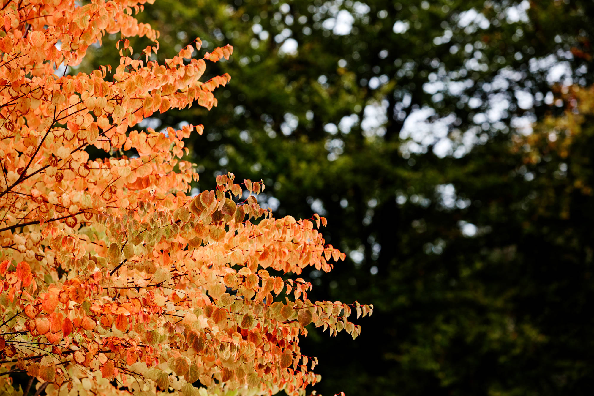 Scottish Lodge Sims Hilditch Interior Design And Architecture (8)