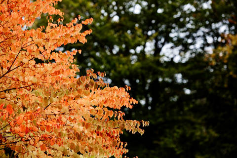 Scottish Lodge Sims Hilditch Interior Design And Architecture (8)