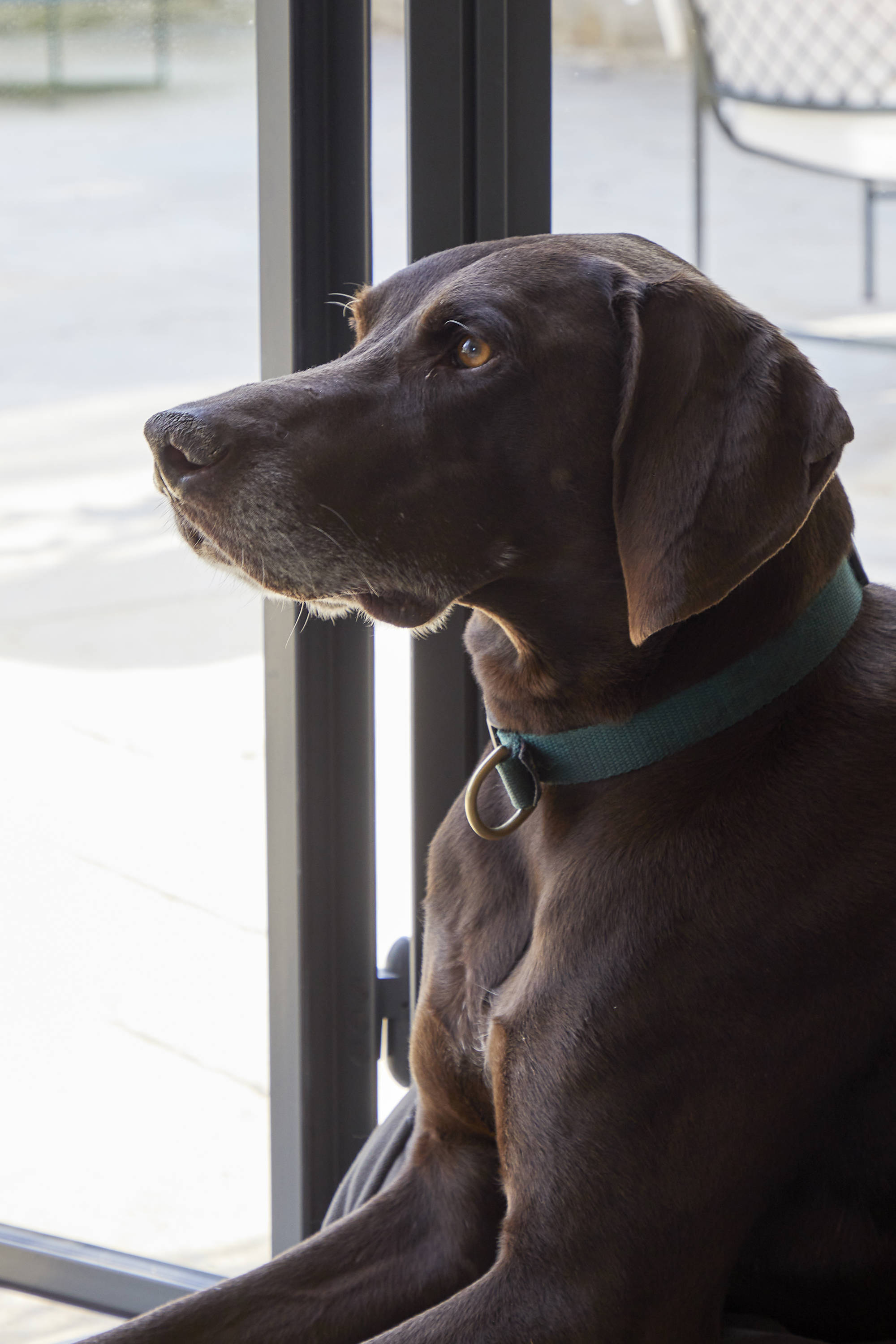 Sims Hilditch Pet Friendly Home (1)