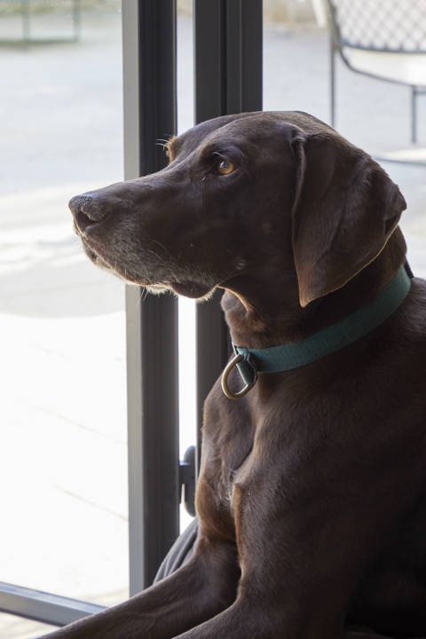 Sims Hilditch Pet Friendly Home (1)