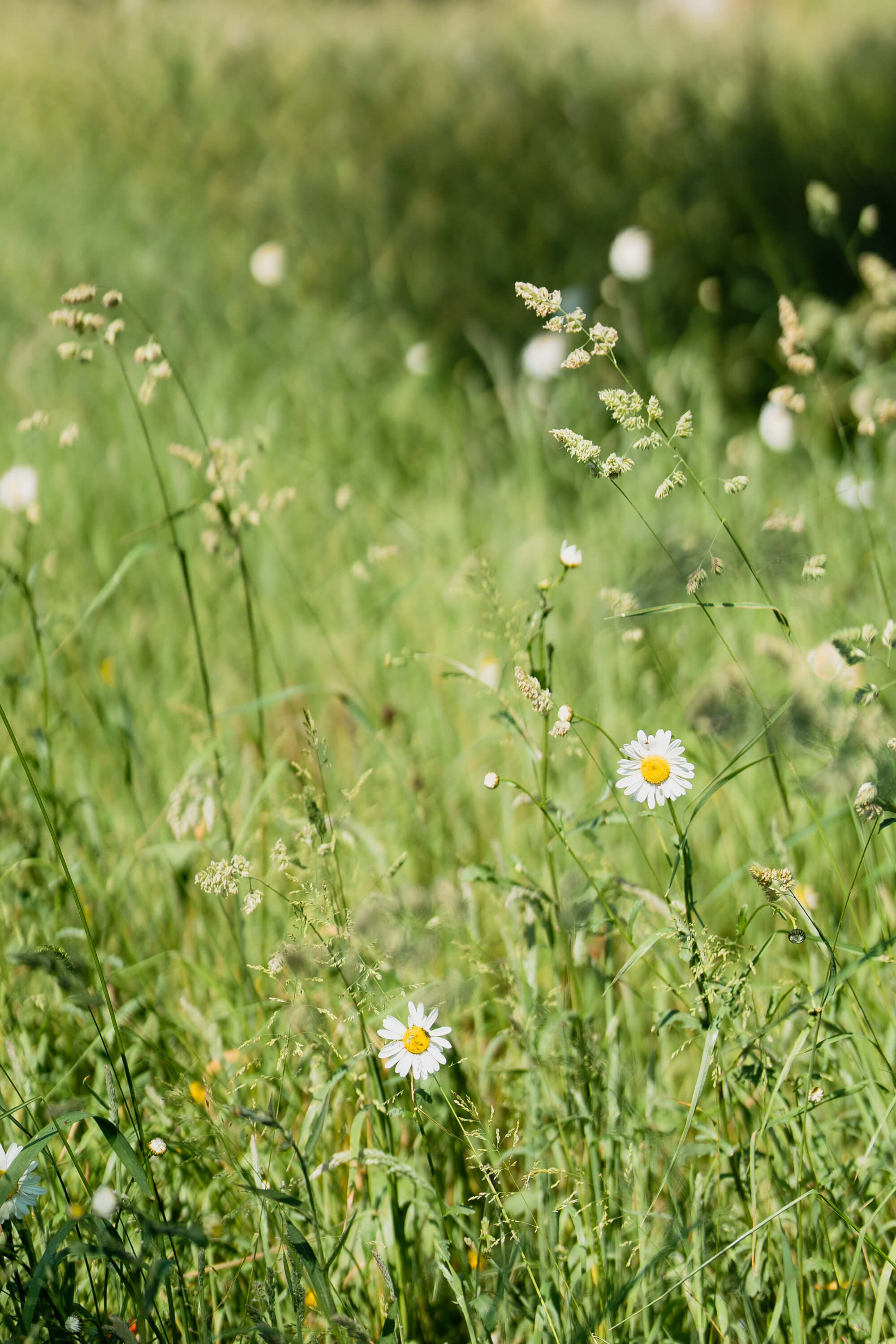 Surrey Estate Flowers